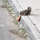 Illustration for article titled Asshole dog steals slice of pepperoni pizza from squirrel